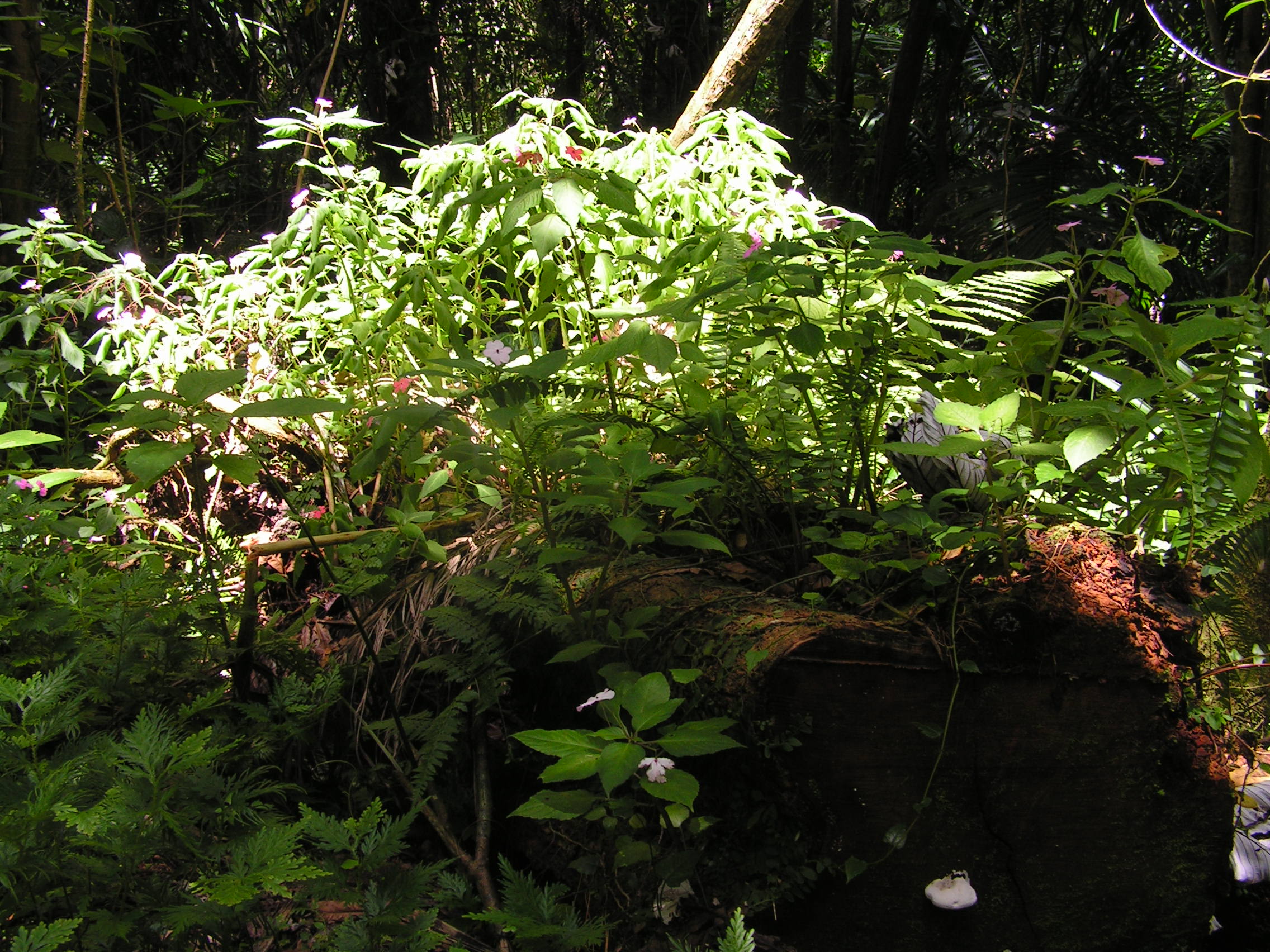 ./2005/Puerto Rico/Part 1/PICT0096.JPG